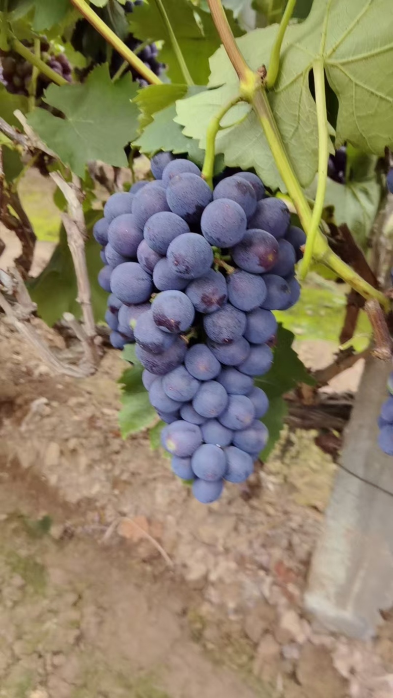河北藤稔葡萄乒乓球葡萄大量供应可视频看货保质保量