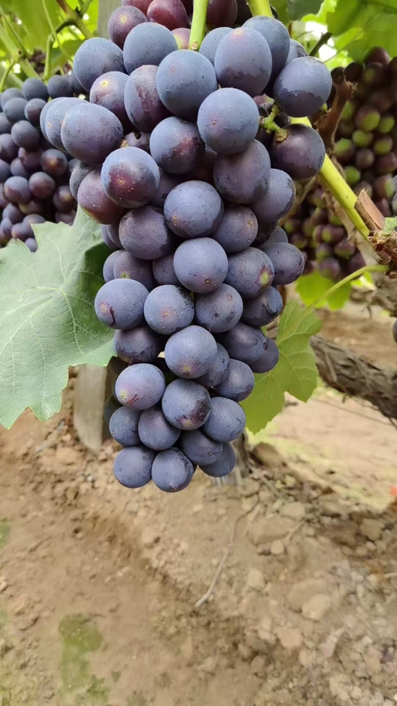 河北藤稔葡萄乒乓球葡萄大量供应可视频看货保质保量