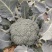 大量有货对全国市场营销，产地直供保质保量