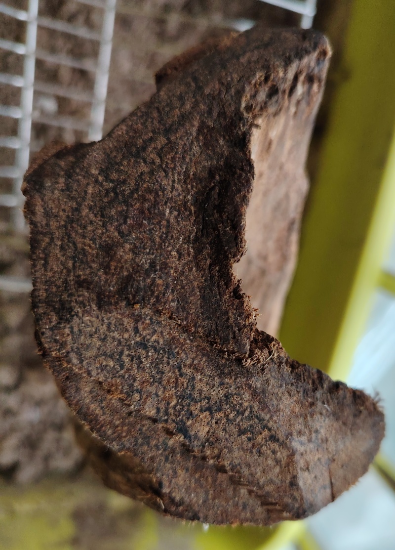 芽庄沉香沉水级原木老料密度1.07缓沉水