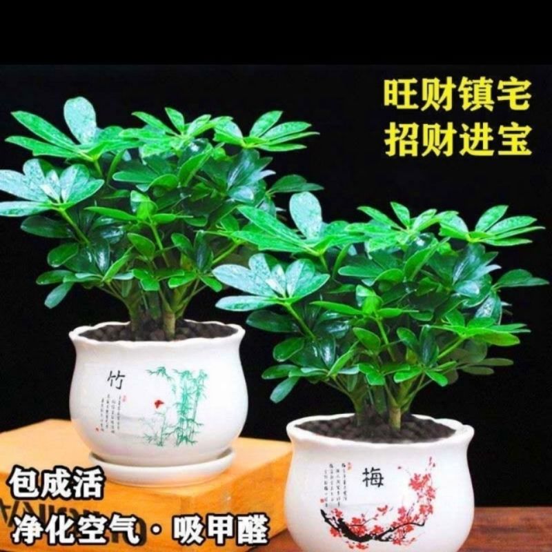 【招财树】八方来财鸭脚木盆栽四季常青七叶莲室内外好养绿植花卉