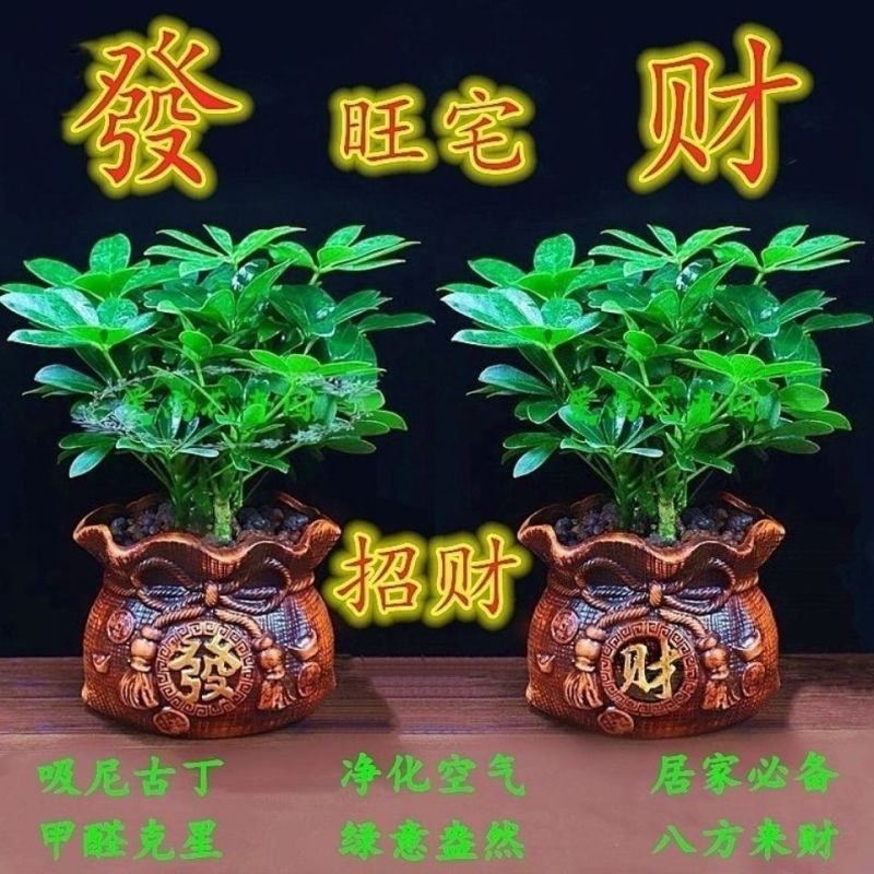【招财树】八方来财鸭脚木盆栽四季常青七叶莲室内外好养绿植花卉