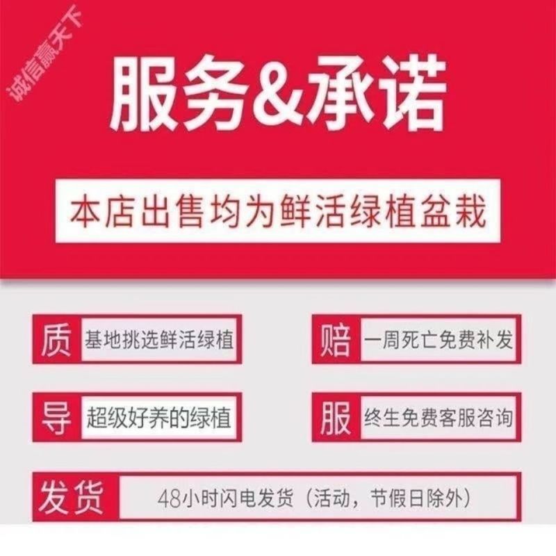 【招财树】八方来财鸭脚木盆栽四季常青七叶莲室内外好养绿植花卉