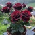 云南正宗【黑巴克】玫瑰花老桩大苗盆栽室内外种植浓香大花卉好养