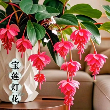 抢【五月种植】新品种驱蚊宝莲灯花四季室内耐热阳台盆栽种植-Q