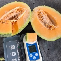 新疆吐鲁番西州蜜瓜17号大量上市糖度高，口感好耐运输