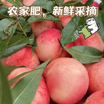 山西运城水蜜桃一件代发