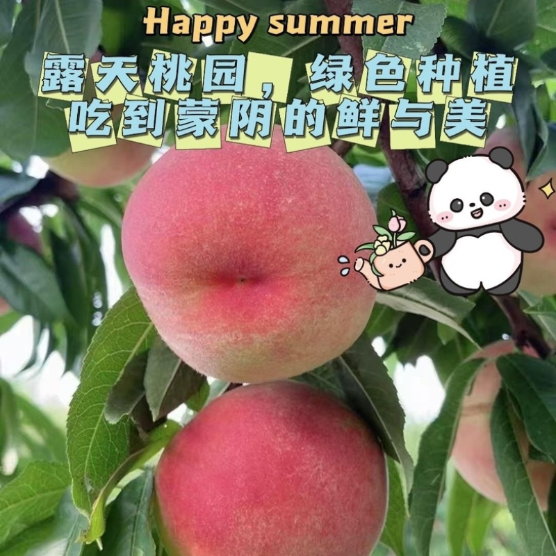 山西运城水蜜桃一件代发