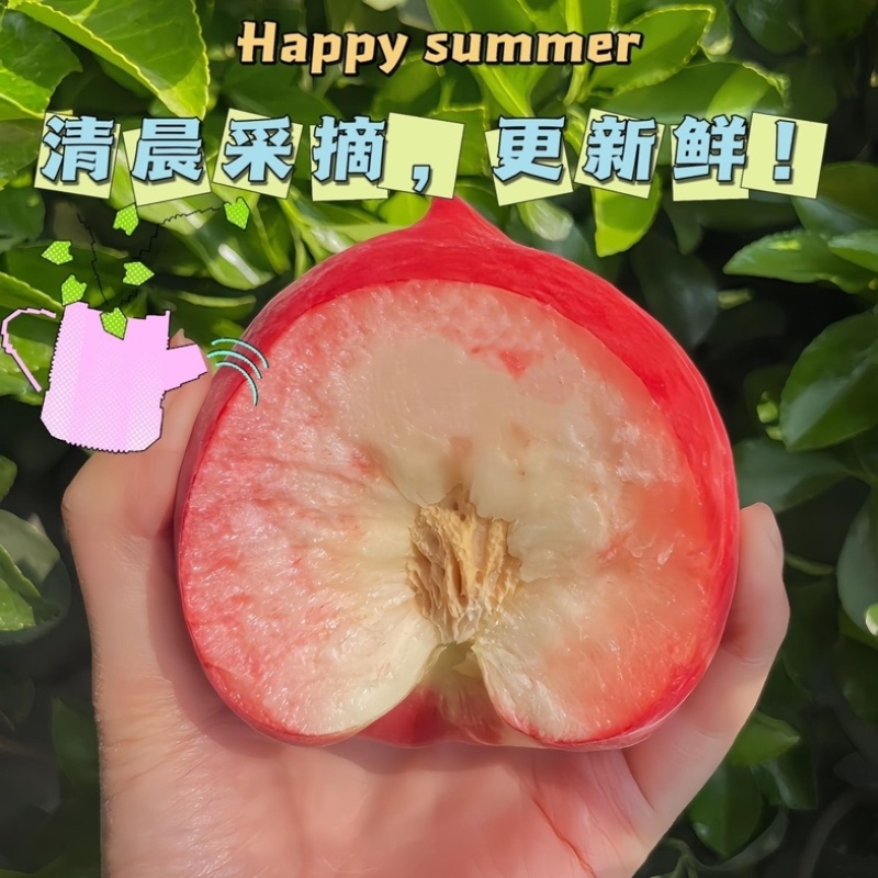 山西运城水蜜桃一件代发