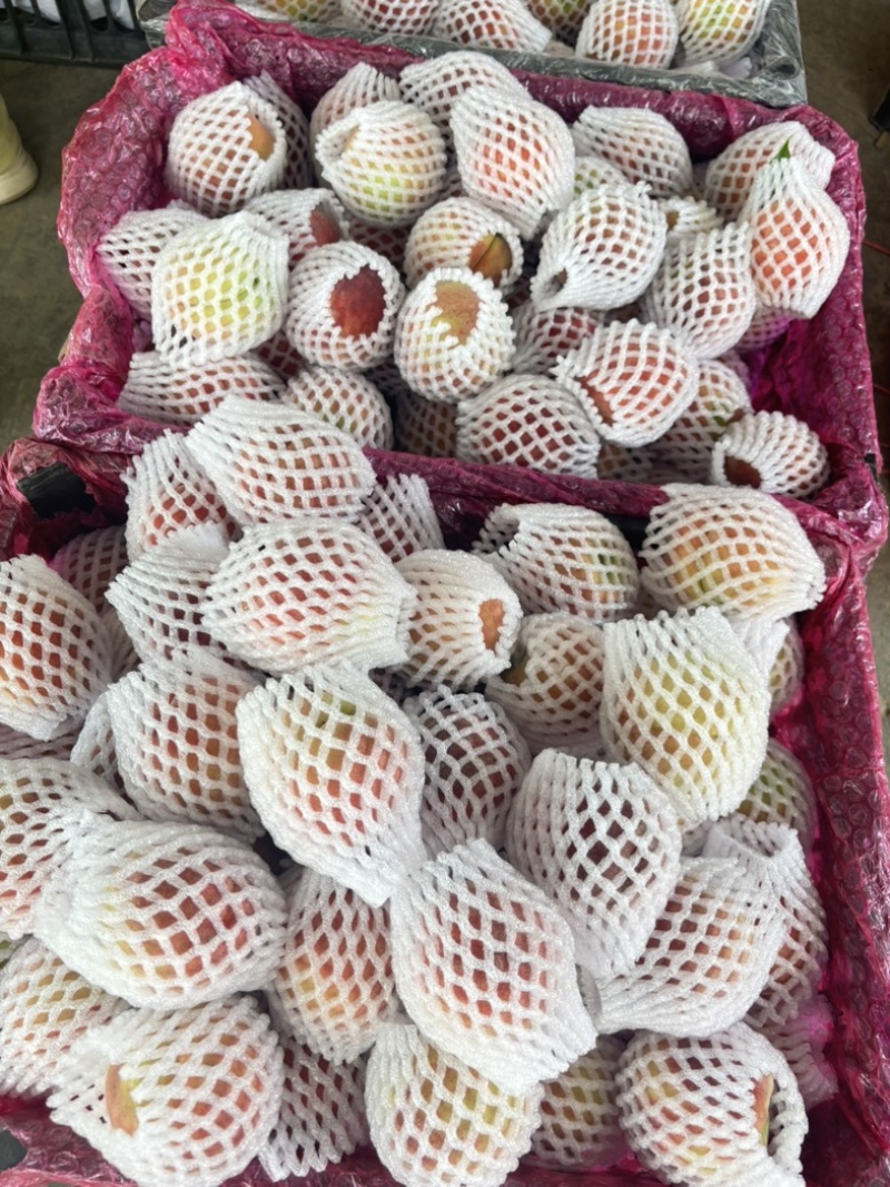 山西运城水蜜桃一件代发