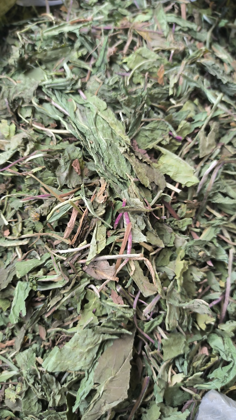 蒲公英野生蒲公英新货上市产地直销质量保证量大从优
