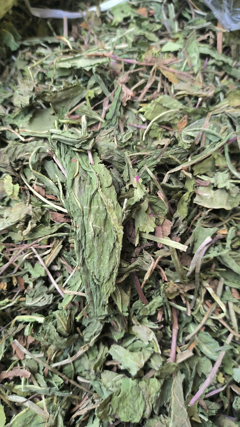 蒲公英野生蒲公英新货上市产地直销质量保证量大从优