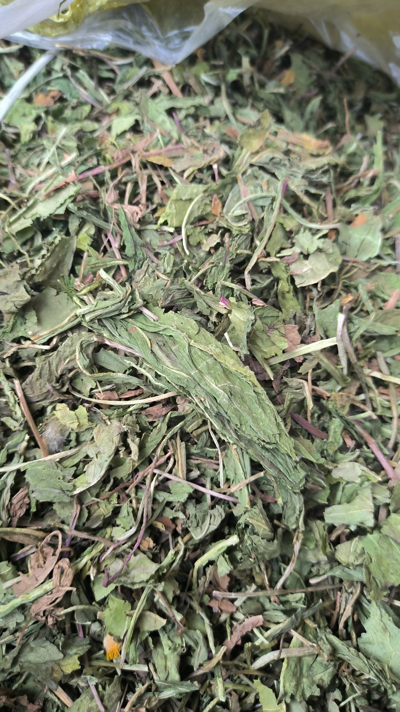 蒲公英野生蒲公英新货上市产地直销质量保证量大从优