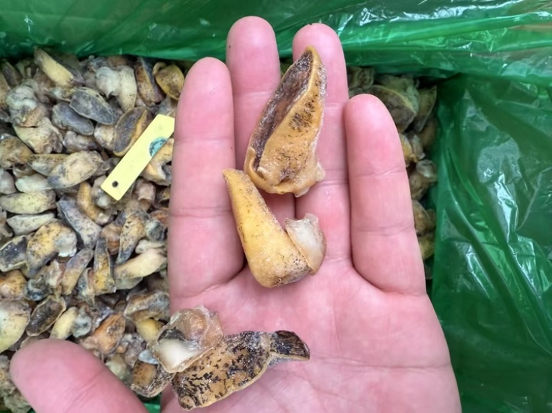 无冰老婆脚鲍螺蜗珍珠鲍鱼黄金鲍螺肉熟食捞汁酒店鲍鱼螺