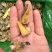 无冰老婆脚鲍螺蜗珍珠鲍鱼黄金鲍螺肉熟食捞汁酒店鲍鱼螺