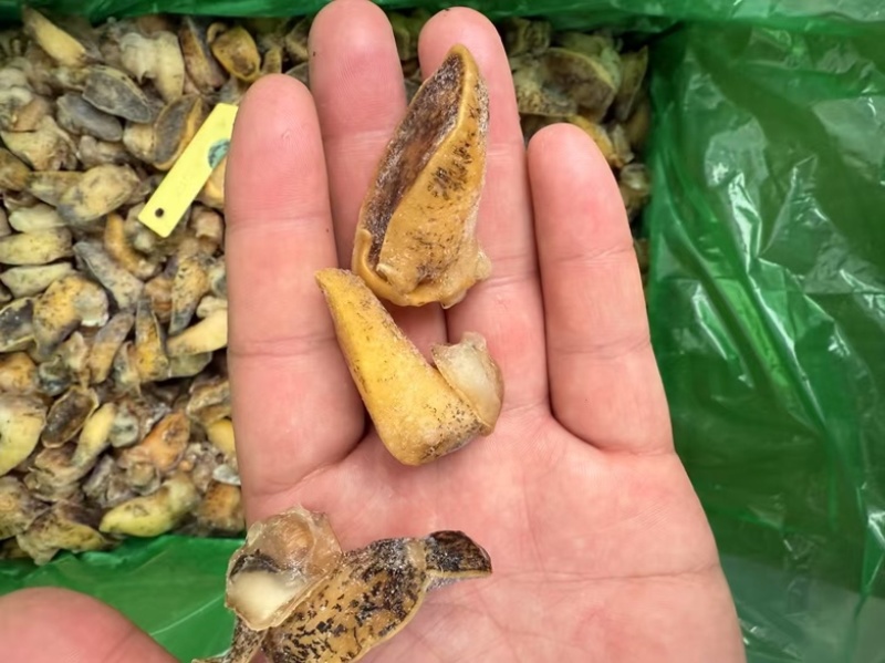 无冰老婆脚鲍螺蜗珍珠鲍鱼黄金鲍螺肉熟食捞汁酒店鲍鱼螺