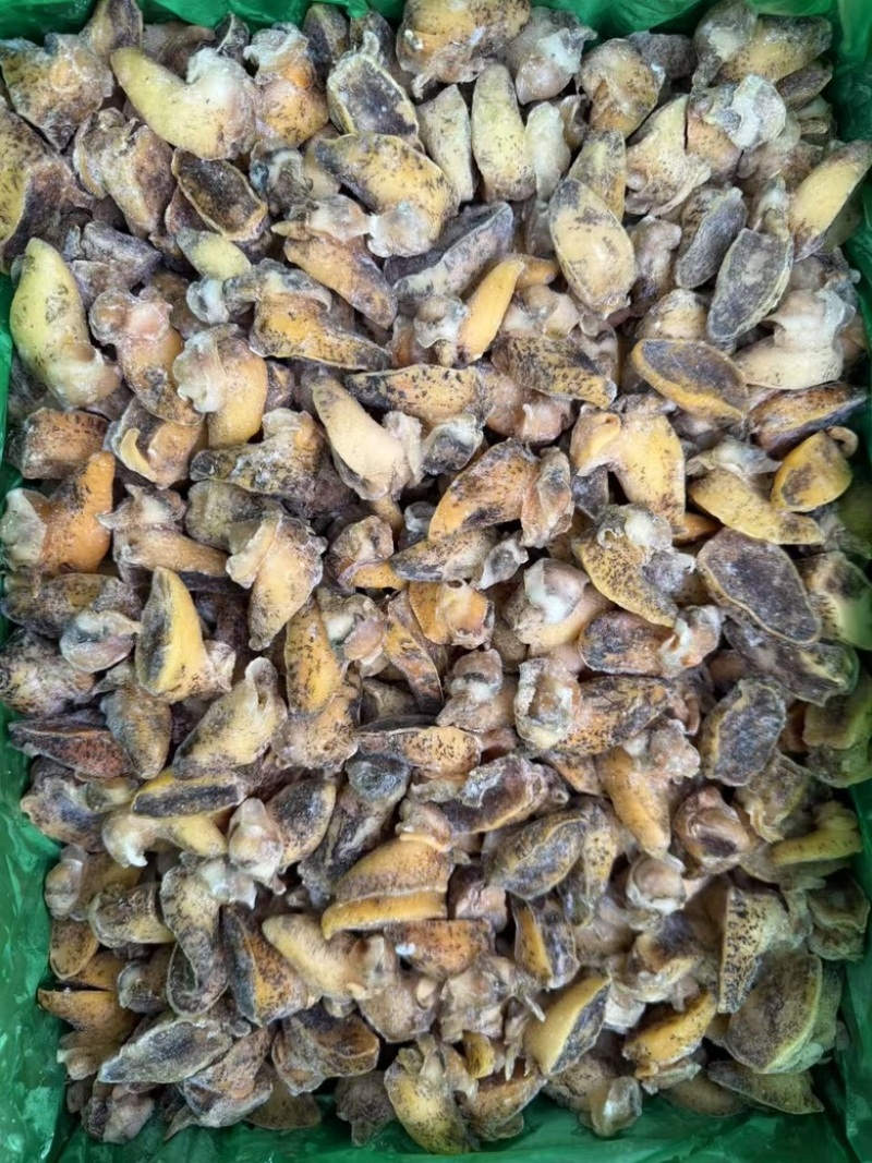 无冰老婆脚鲍螺蜗珍珠鲍鱼黄金鲍螺肉熟食捞汁酒店鲍鱼螺