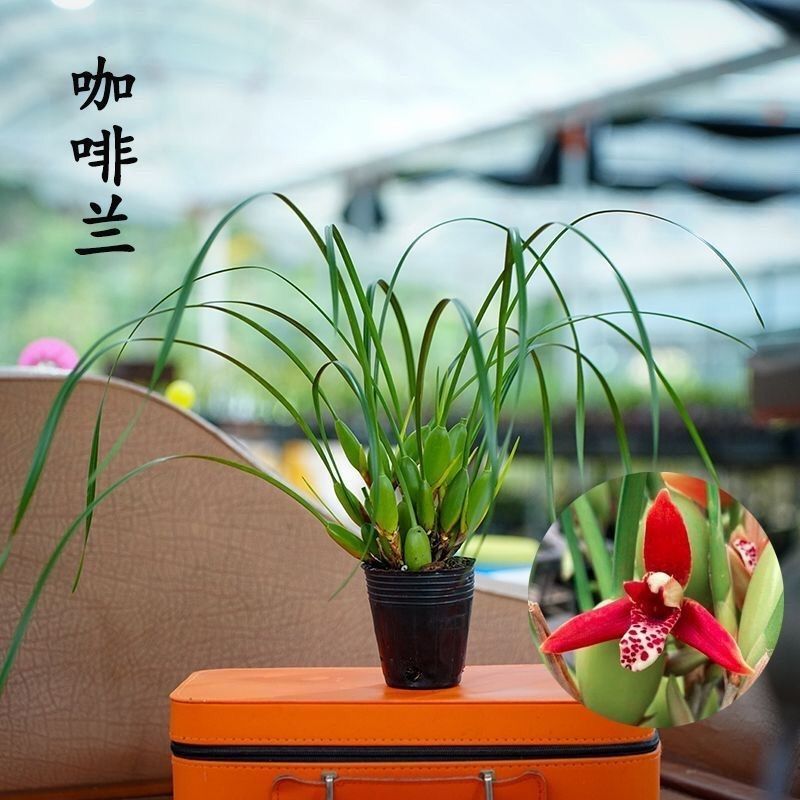 【换水即可】咖啡兰【奶香味】浓香型新品兰花腋唇兰四季室内绿植