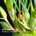 【换水即可】咖啡兰【奶香味】浓香型新品兰花腋唇兰四季室内绿植