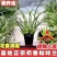 【换水即可】咖啡兰【奶香味】浓香型新品兰花腋唇兰四季室内绿植