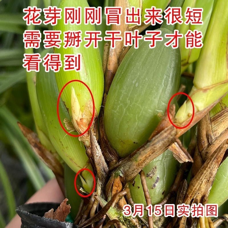 【换水即可】咖啡兰【奶香味】浓香型新品兰花腋唇兰四季室内绿植