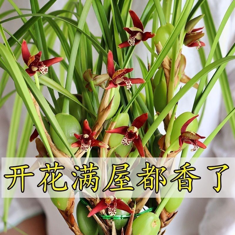 【换水即可】咖啡兰【奶香味】浓香型新品兰花腋唇兰四季室内绿植
