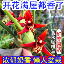 【换水即可】咖啡兰【奶香味】浓香型新品兰花腋唇兰四季室内绿植