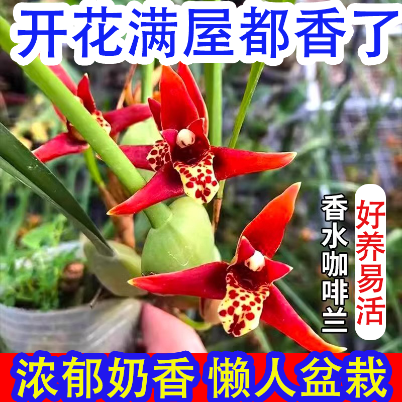 【换水即可】咖啡兰【奶香味】浓香型新品兰花腋唇兰四季室内绿植