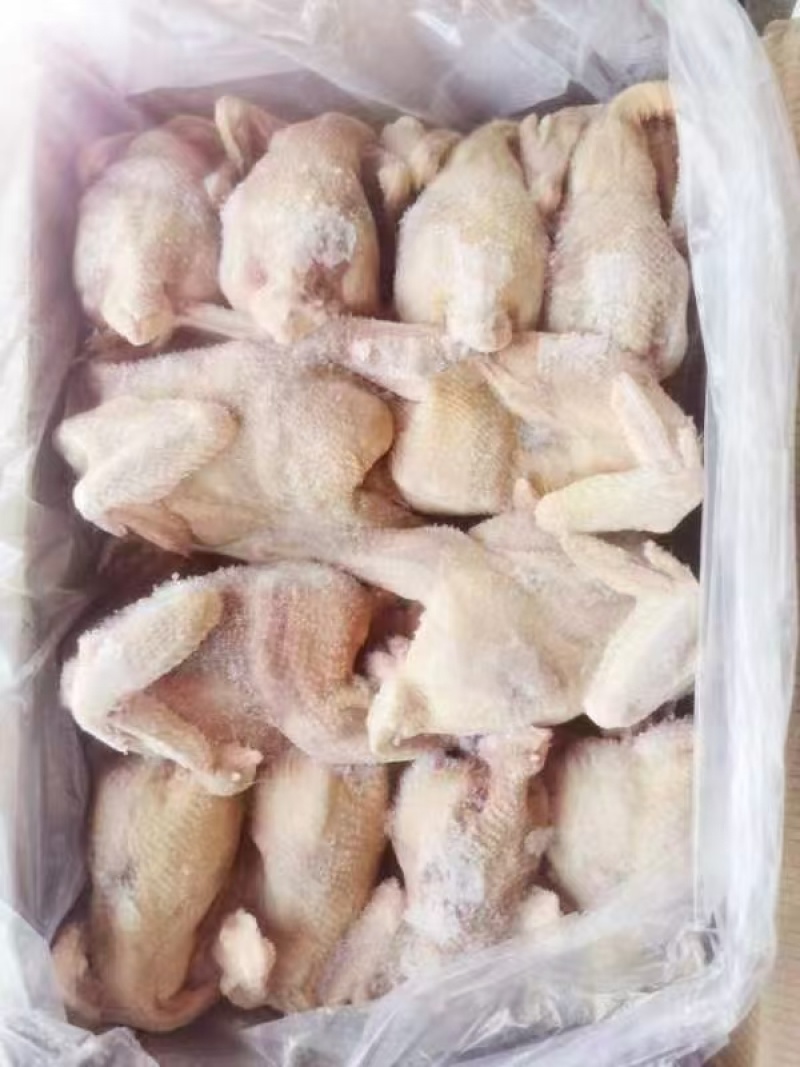 白条肉食鸡新鲜冷冻鸡低价出售