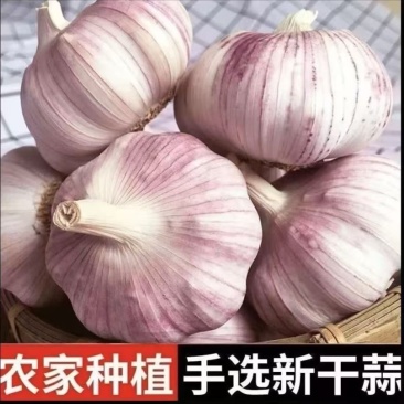 紫皮蒜白皮蒜现挖现发新蒜