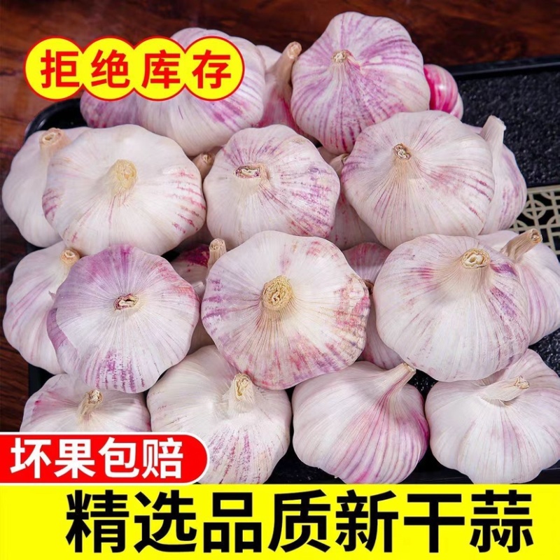 紫皮蒜白皮蒜现挖现发新蒜