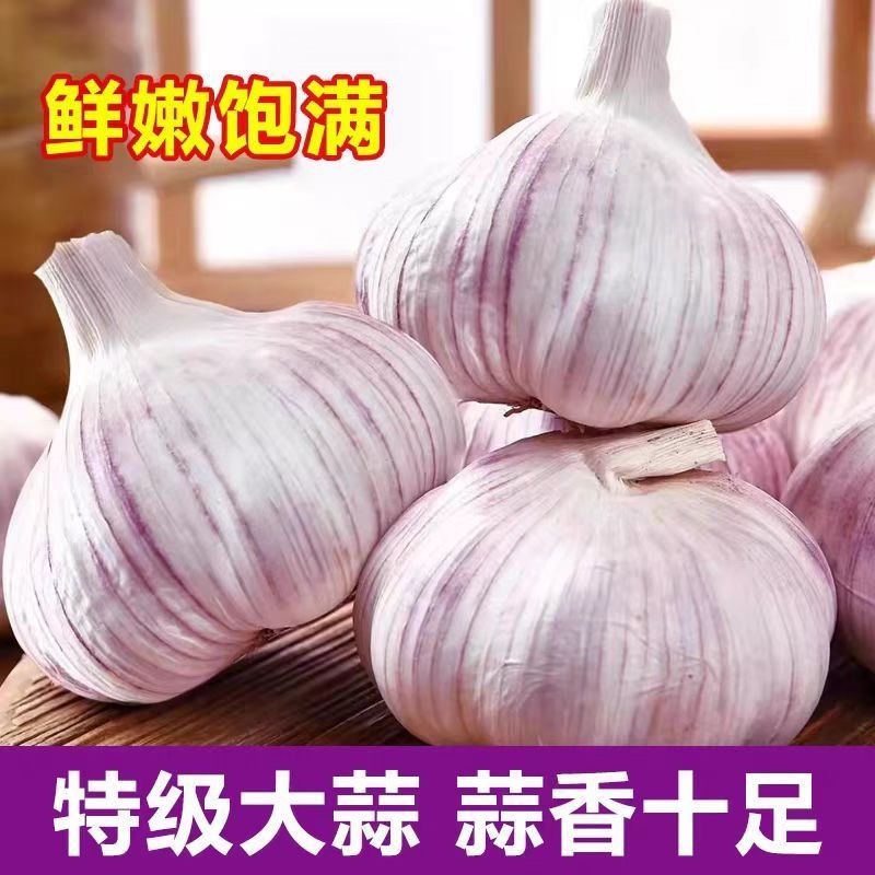 紫皮蒜白皮蒜现挖现发新蒜