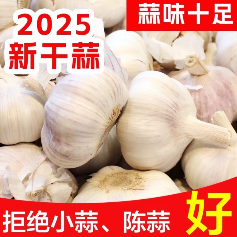紫皮蒜白皮蒜现挖现发新蒜