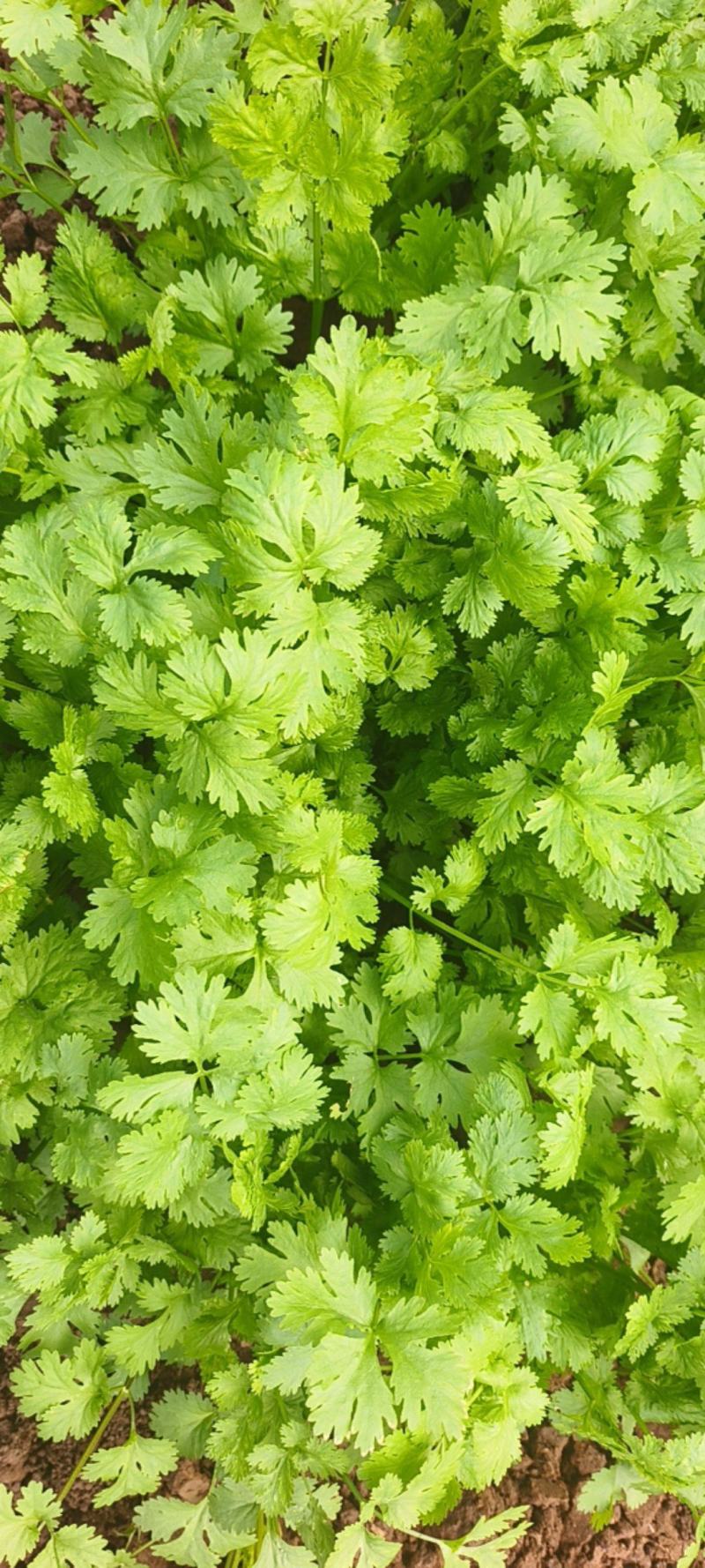 云南元谋大叶香菜
