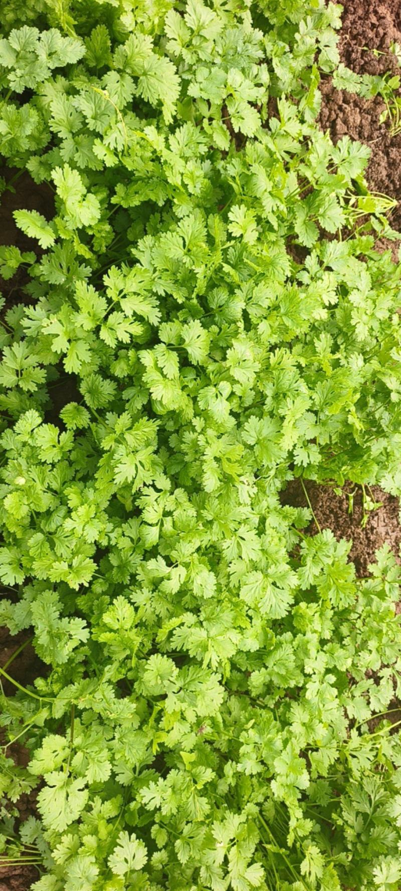 云南元谋大叶香菜