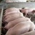 42蛋白猪用浓缩饲料中大猪育肥用浓缩料增肥长肉拉大骨架厂