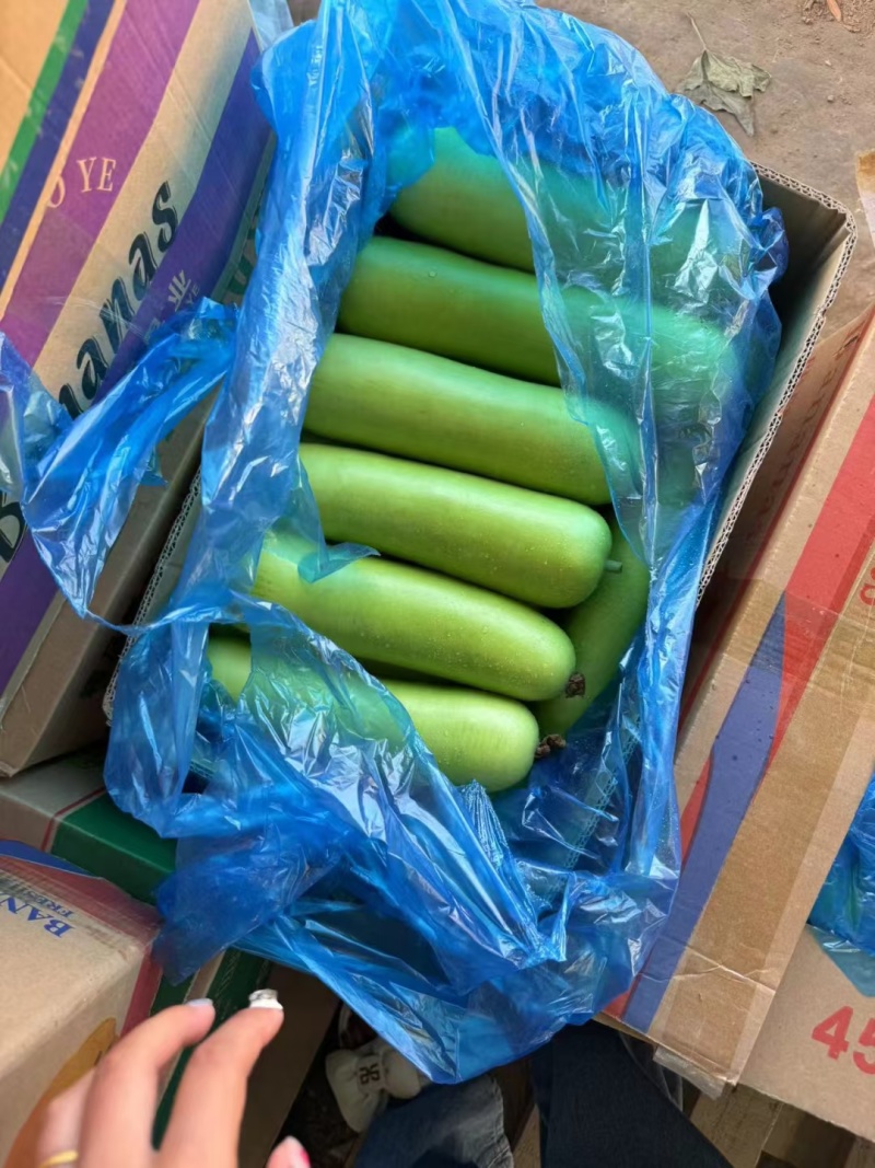 瓠子～山东临沂兰陵县基地种植质量好价格低