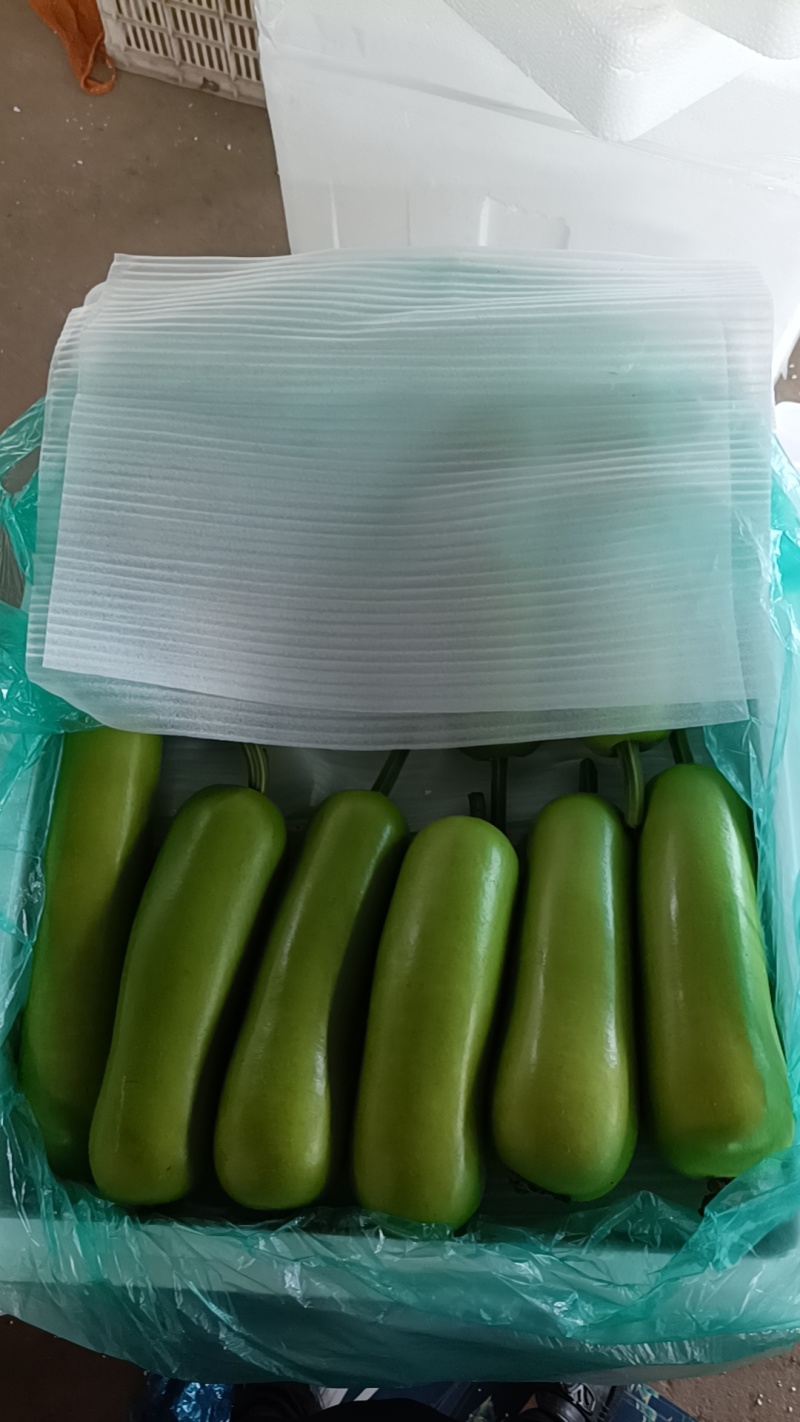 瓠子～山东临沂兰陵县基地种植质量好价格低