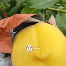 还有没开园的黄金蜜1号，硬度好，需要的老板联系我哦！