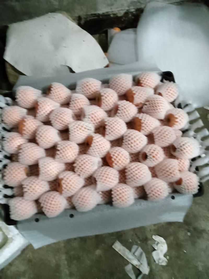 大五星枇杷正在热卖中，皮薄肉厚，纯甜需要的老板请联系谢谢
