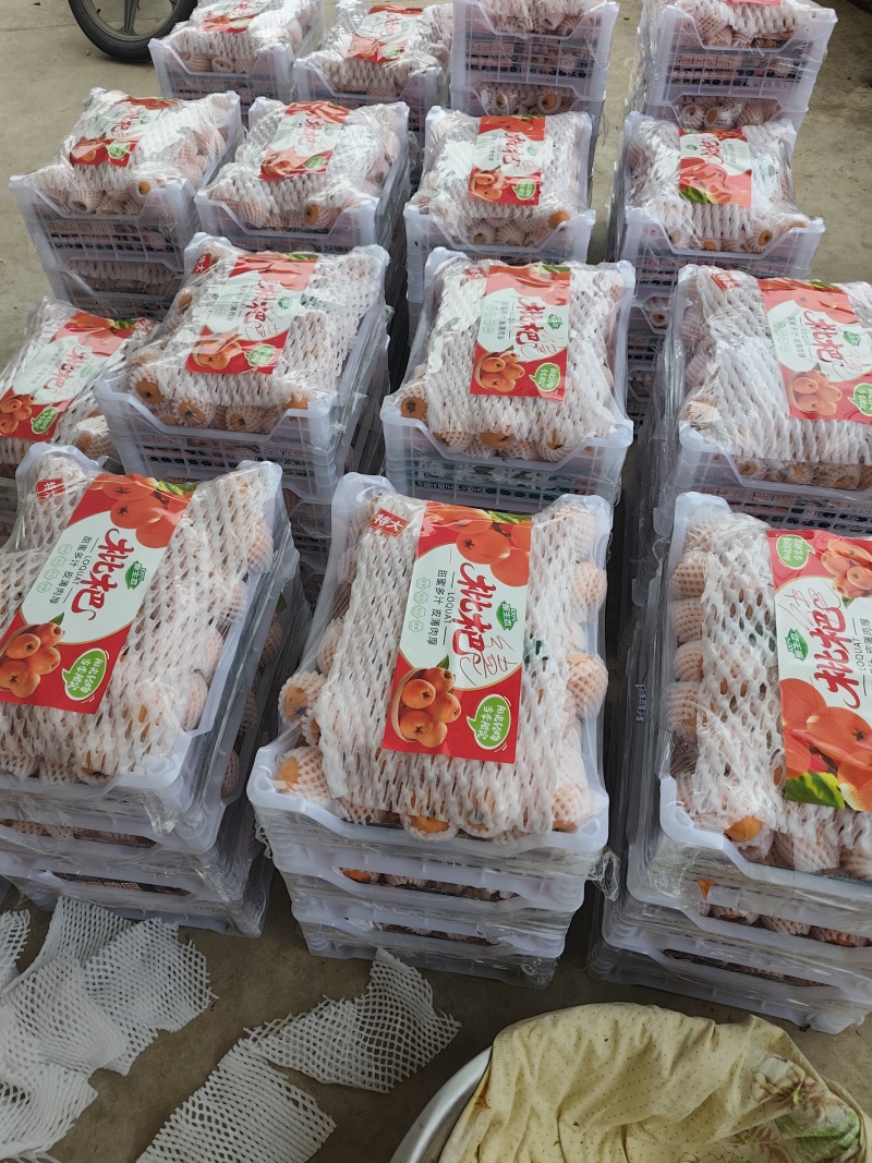 大五星枇杷正在热卖中，皮薄肉厚，纯甜需要的老板请联系谢谢