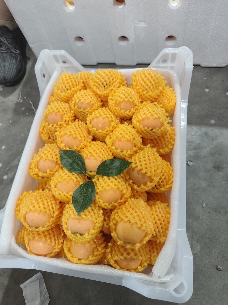 大五星枇杷正在热卖中，皮薄肉厚，纯甜需要的老板请联系谢谢