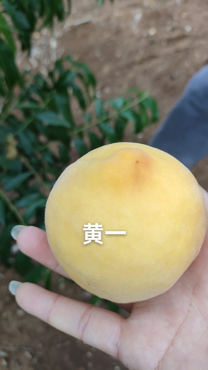 还有没开园的黄金蜜1号，硬度好，需要的老板联系我哦！