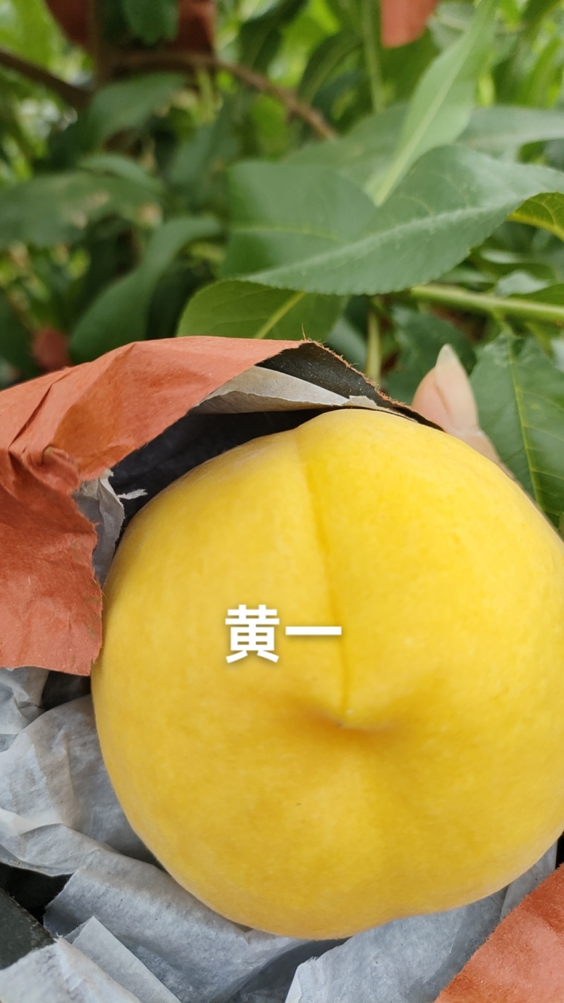 还有没开园的黄金蜜1号，硬度好，需要的老板联系我哦！