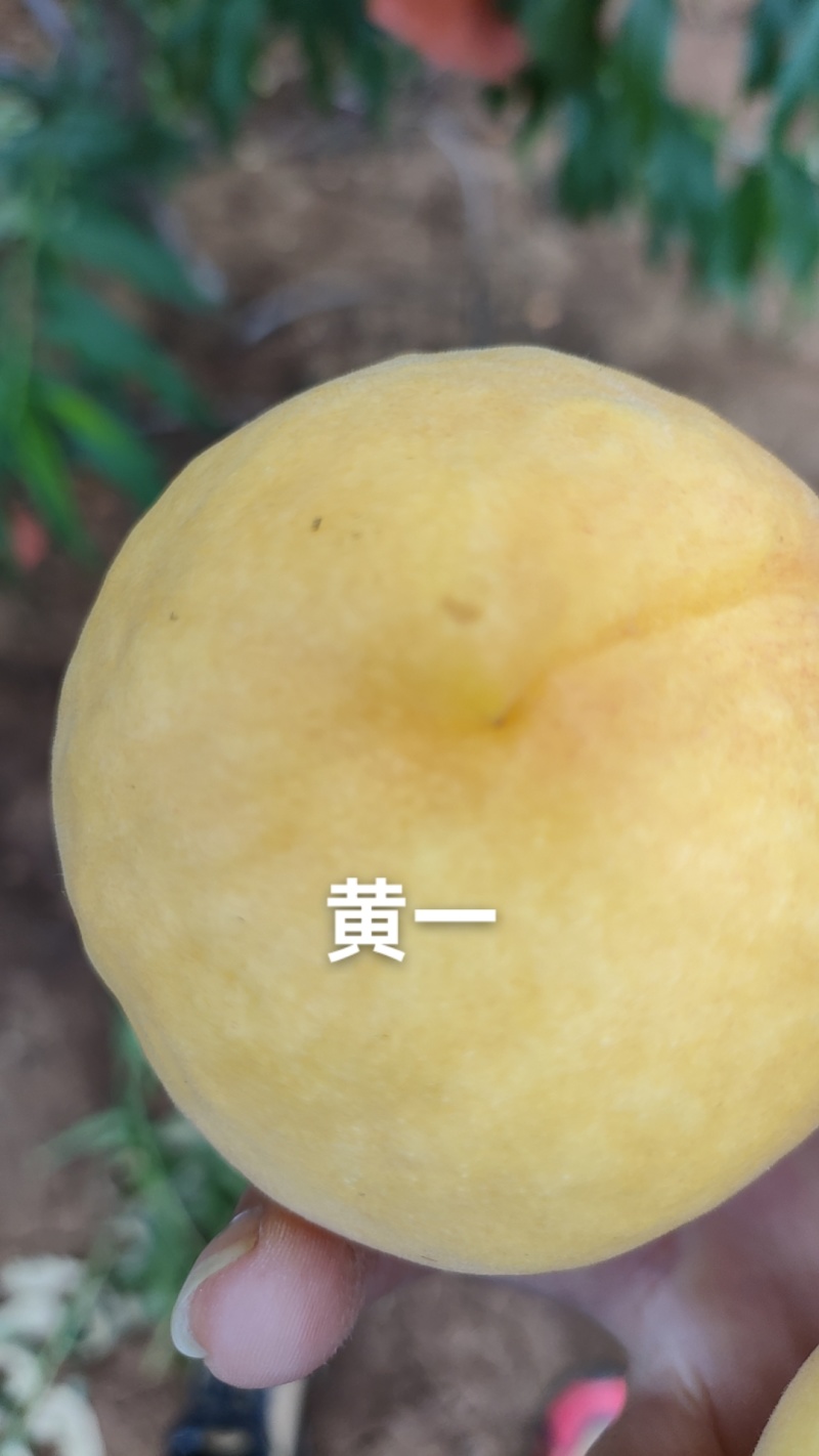 还有没开园的黄金蜜1号，硬度好，需要的老板联系我哦！