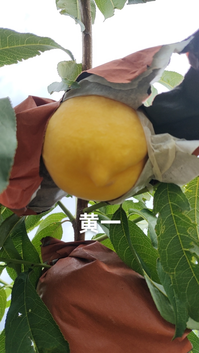 还有没开园的黄金蜜1号，硬度好，需要的老板联系我哦！