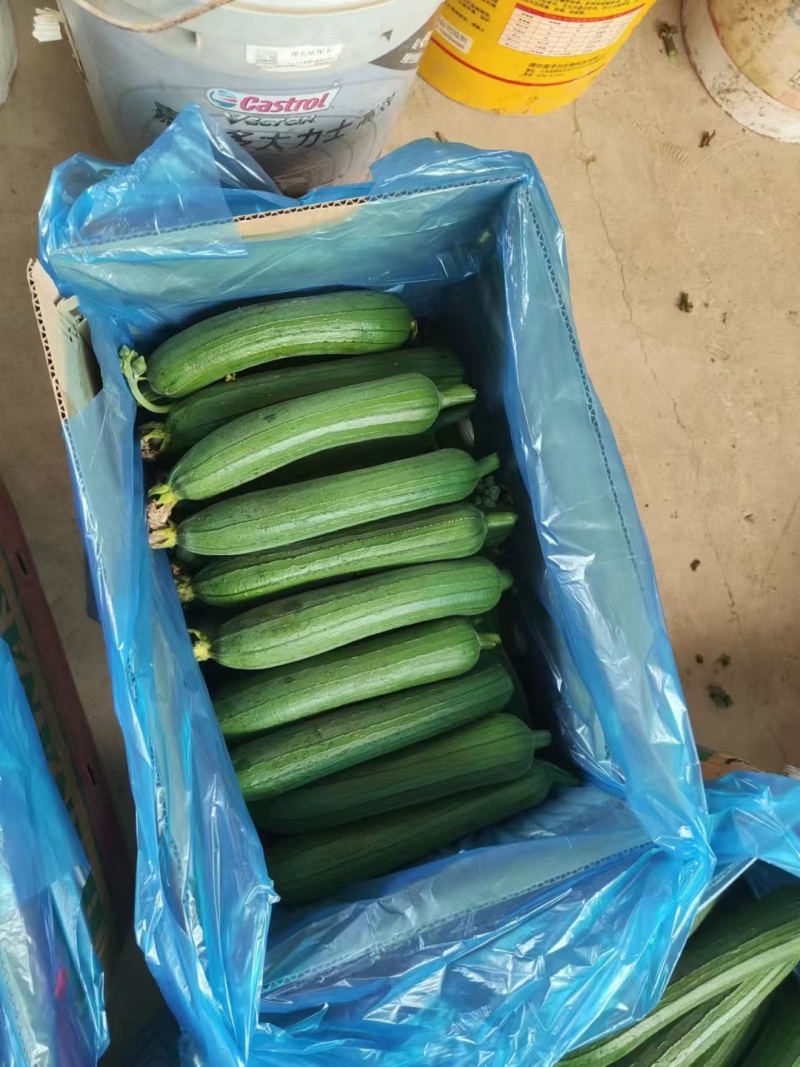 油皮
