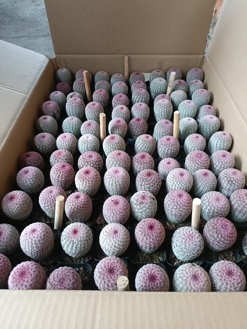 红太阳混装各种仙人球批发