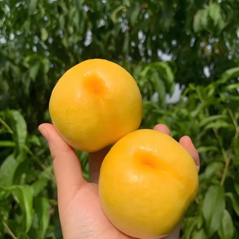 辽宁绥中黄桃/葫芦岛油黄桃/果园直发现摘现发欢迎来电