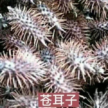 苍耳子通货。
